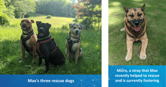 Max Spotlight Dog Photos